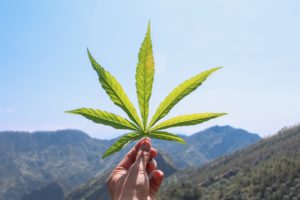 highten sifter cannabis 101